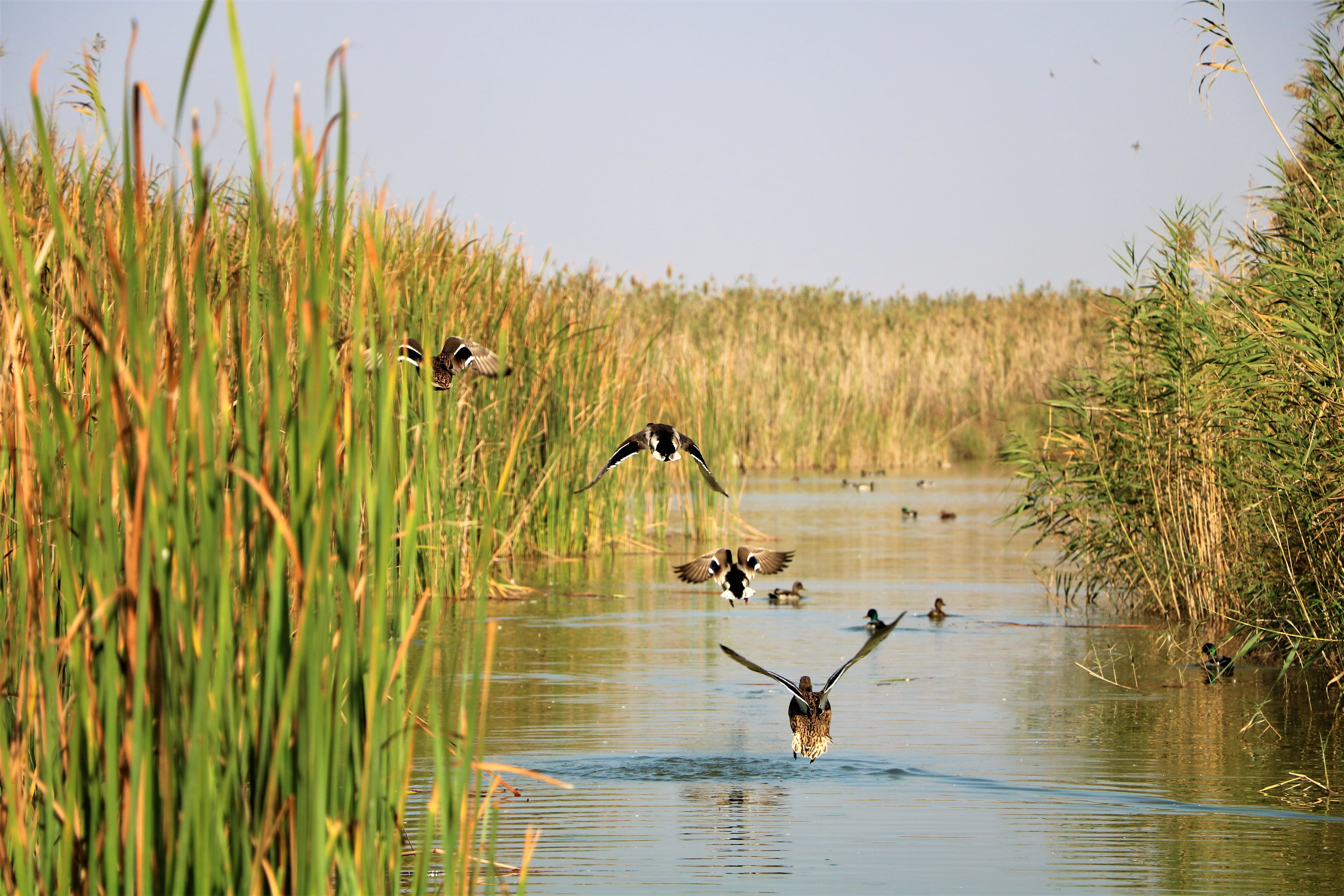 albufera-valencia