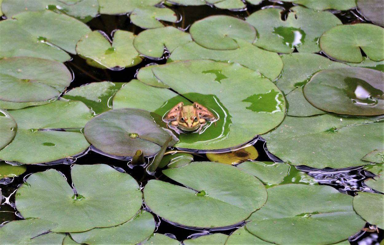 botanische-tuin-valencia-Jardí-Botànic-de-la-Universitat-de-València
