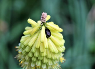 botanische-tuin-valencia-Jardí-Botànic-de-la-Universitat-de-València