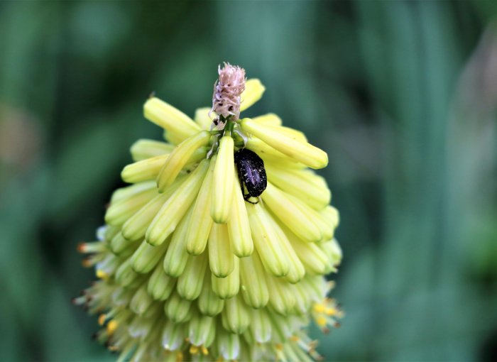 botanische-tuin-valencia-Jardí-Botànic-de-la-Universitat-de-València