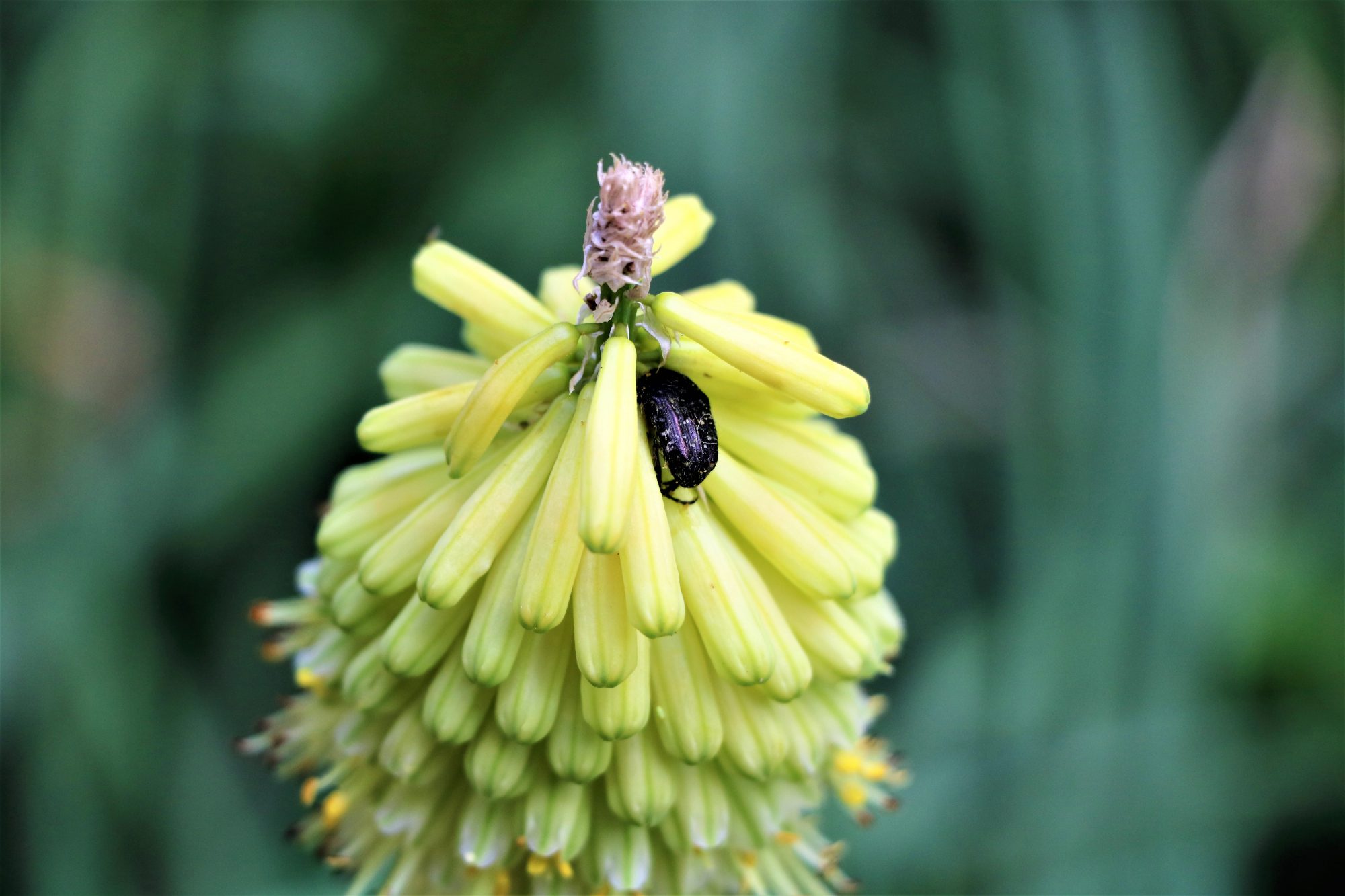 botanische-tuin-valencia-Jardí-Botànic-de-la-Universitat-de-València