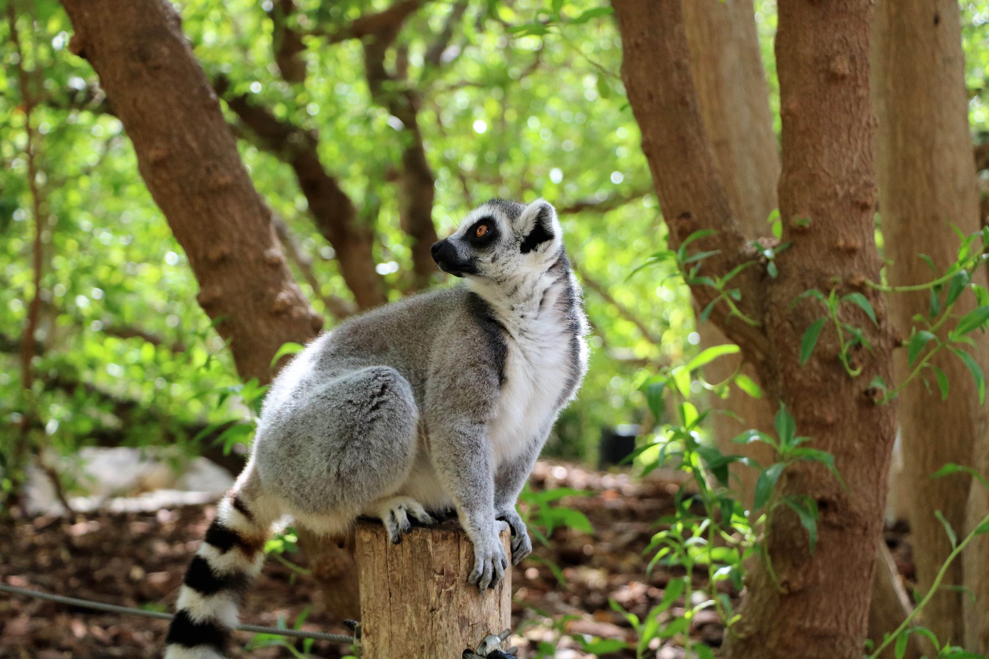 bioparc-valencia-dierentuin
