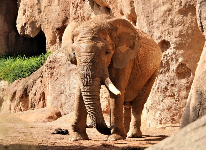 bioparc-valencia-dierentuin