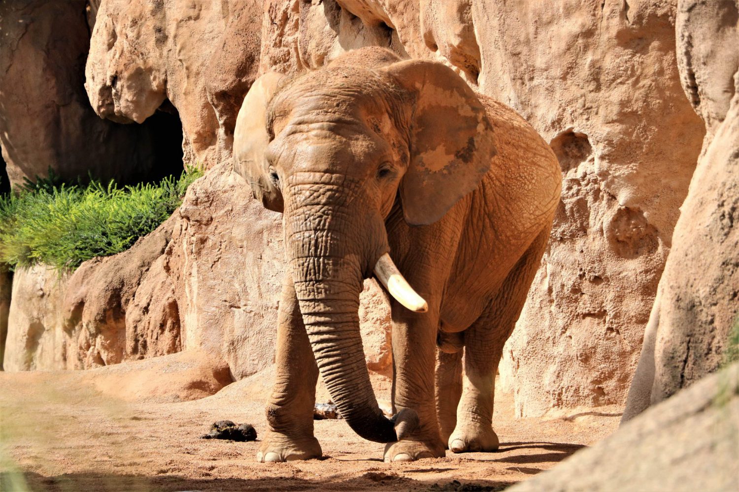 bioparc-valencia-dierentuin