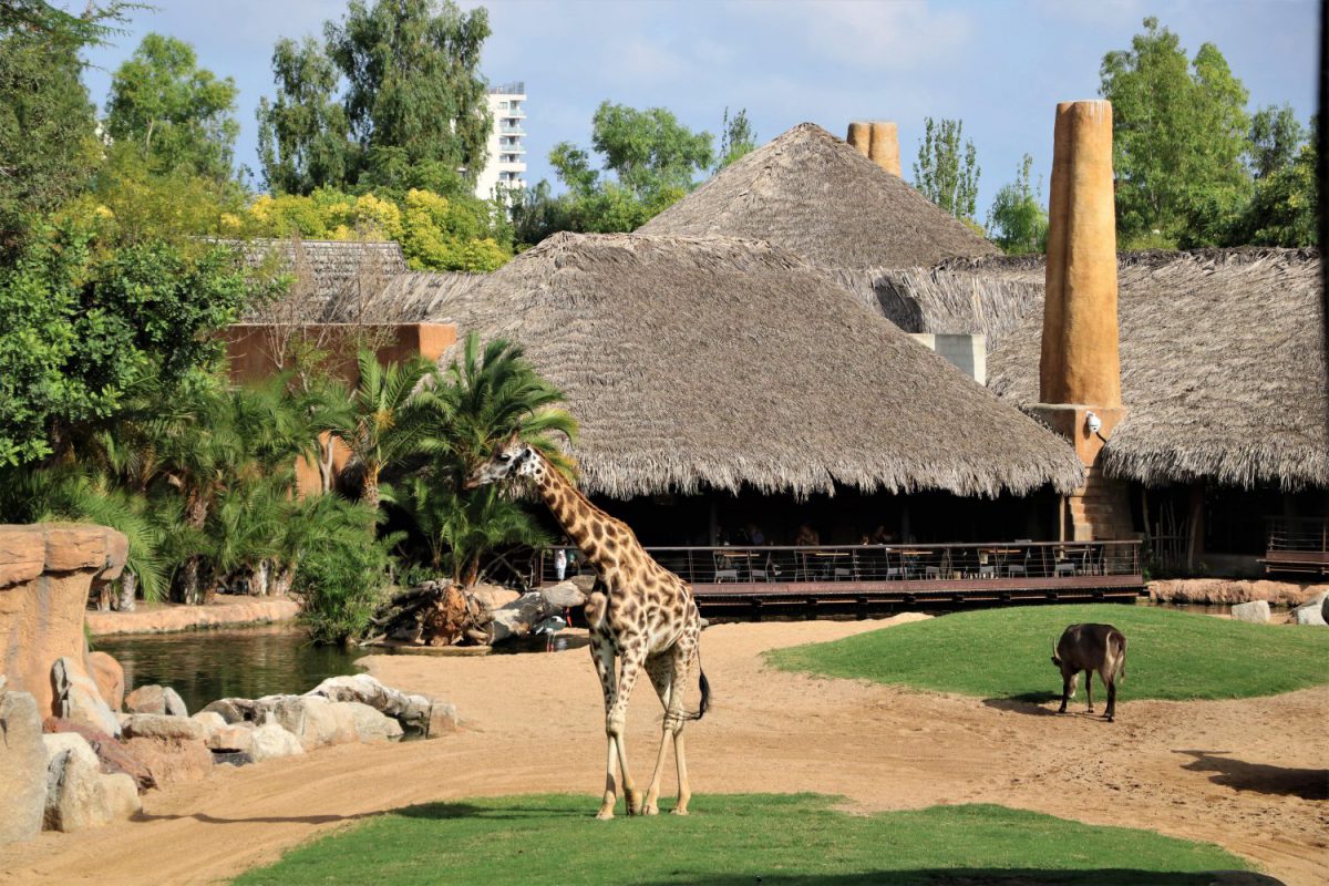 bioparc-valencia-dierentuin