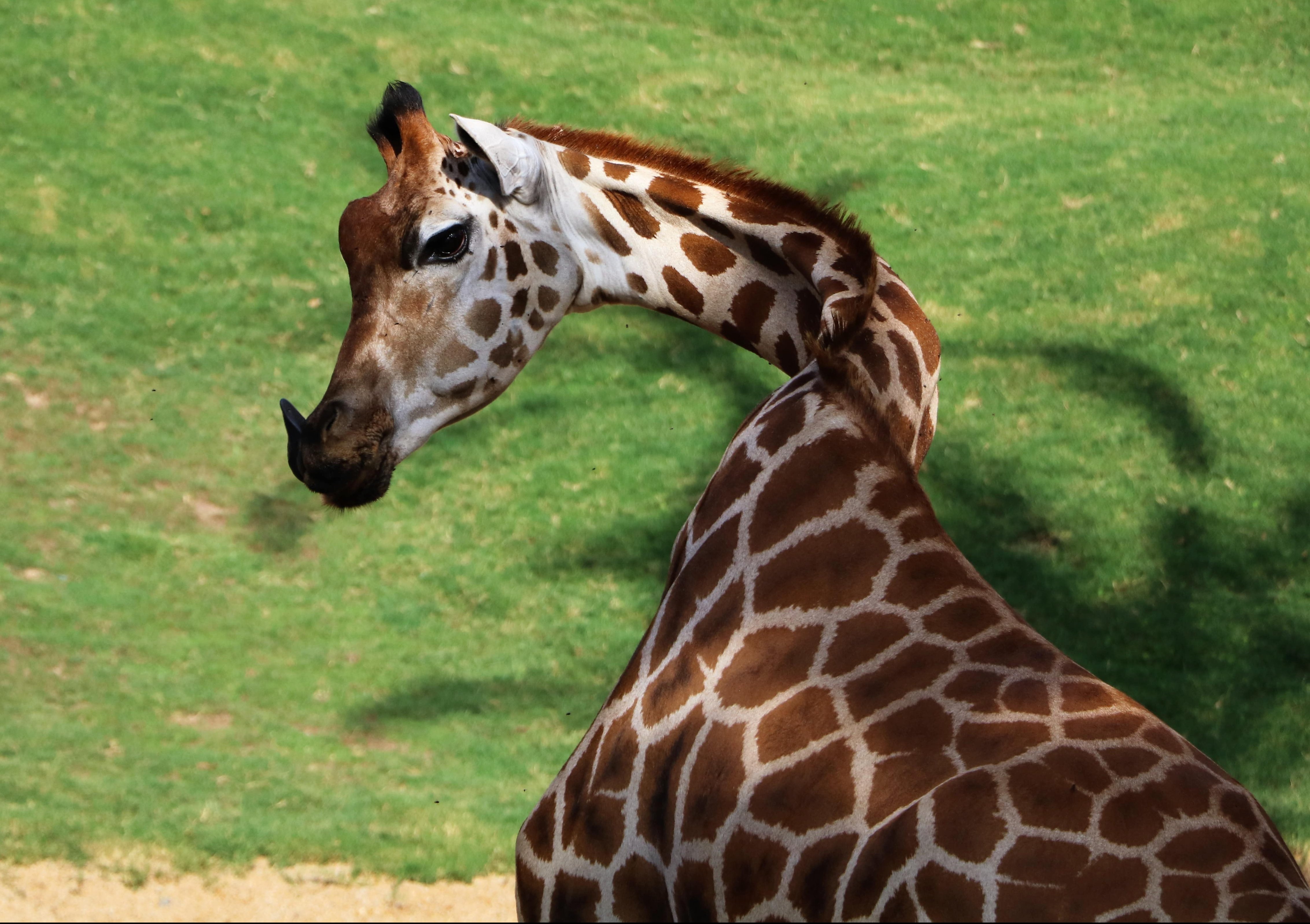 bioparc-valencia