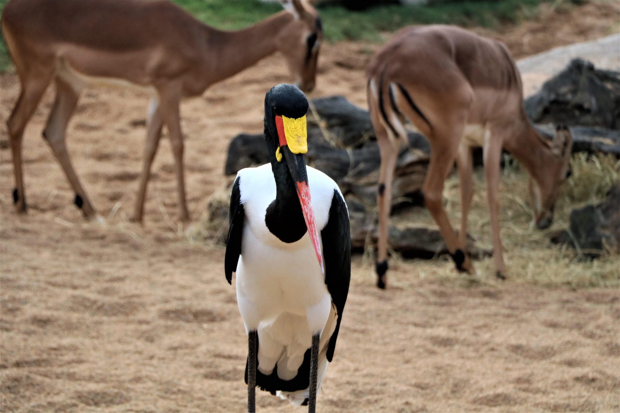 bioparc-valencia-dierentuin