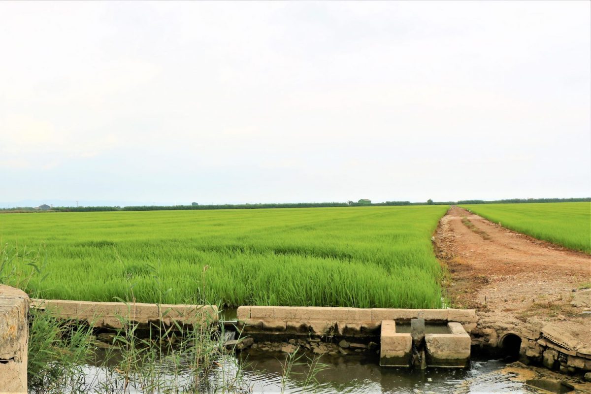 Gort-over-de-Grens-valencia-rijstvelden