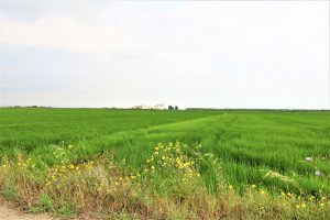 Gort-over-de-Grens-valencia-rijstvelden