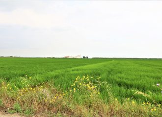 Gort-over-de-Grens-valencia-rijstvelden