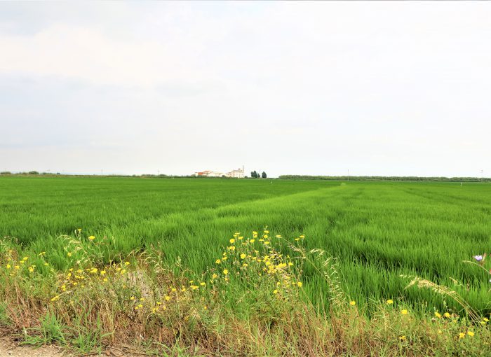Gort-over-de-Grens-valencia-rijstvelden