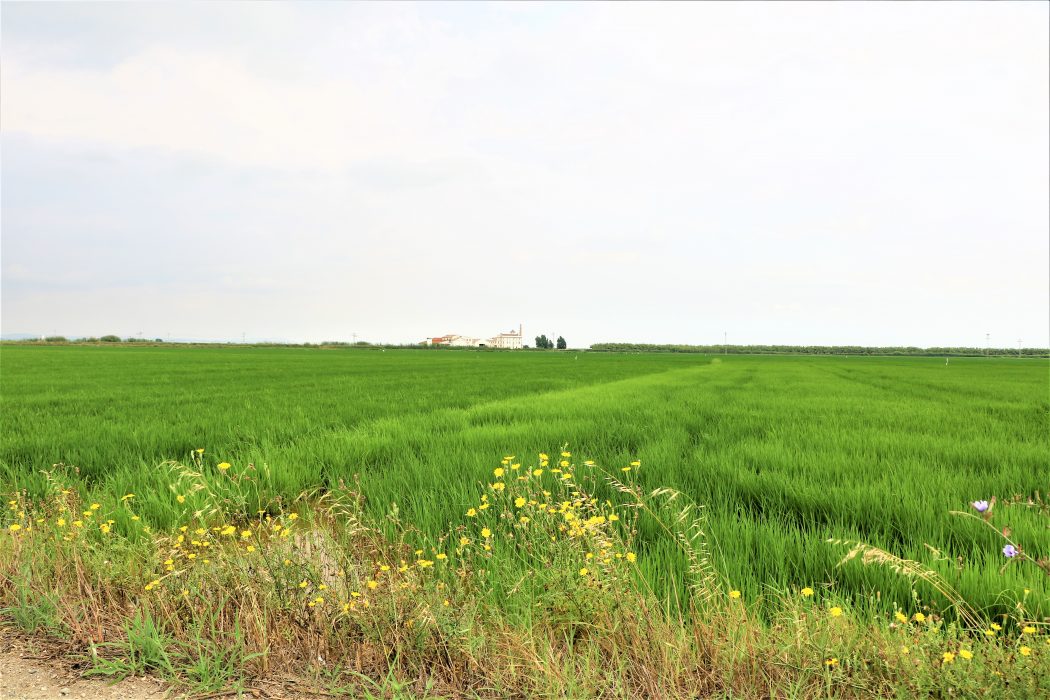 Gort-over-de-Grens-valencia-rijstvelden
