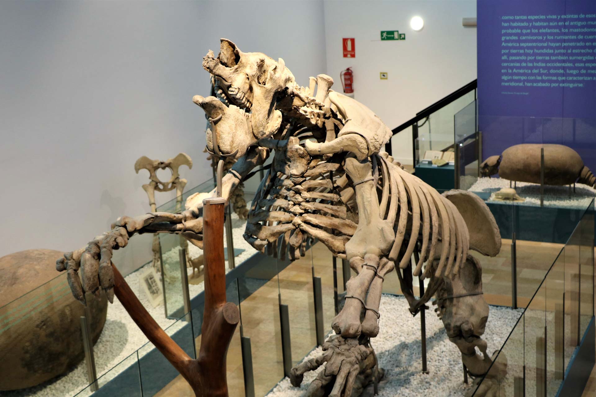 museum-valencia-museo-de-ciencias-naturales