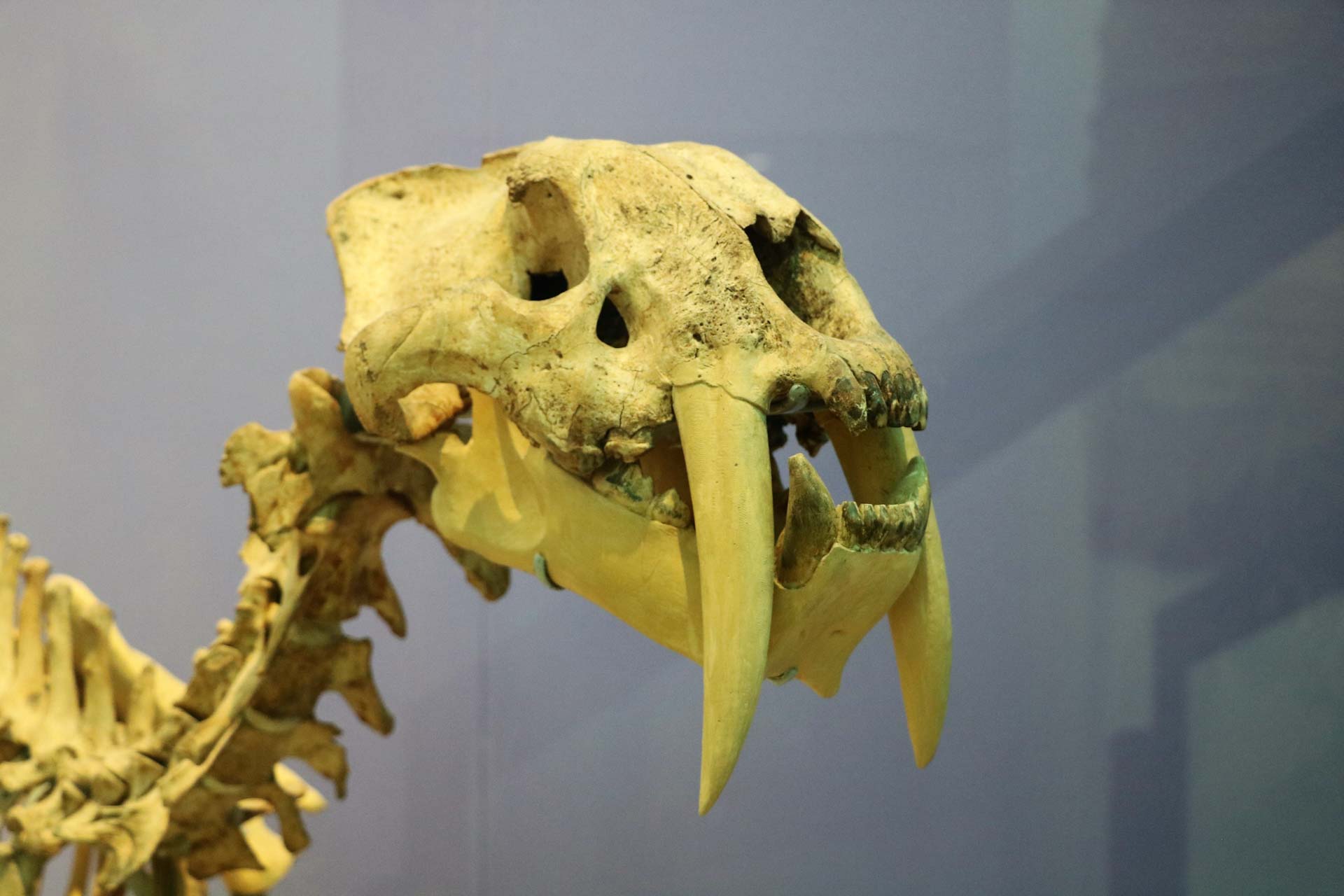 benzienswaardigheden-valencia-museo-ciencias-naturales-museum