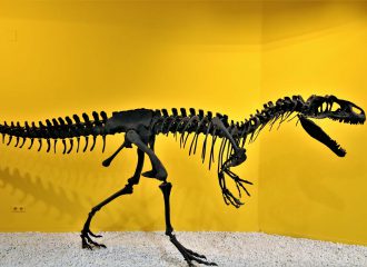 museum-valencia-museo-de-ciencias-naturales