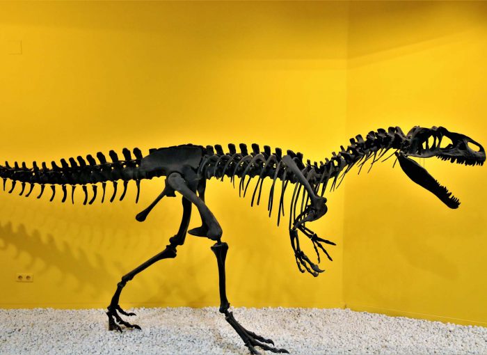 museum-valencia-museo-de-ciencias-naturales