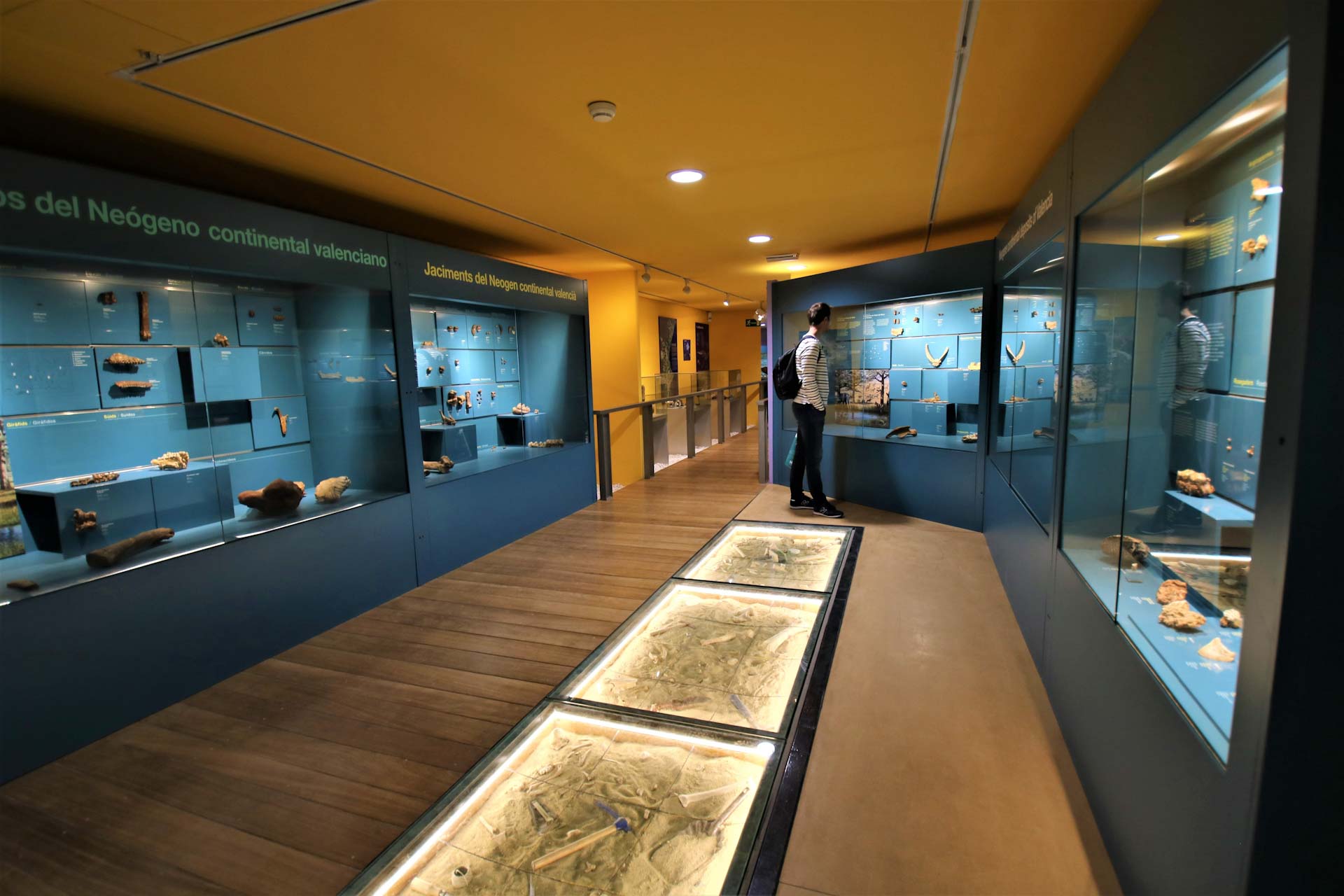 museum-valencia-museo-de-ciencias-naturales