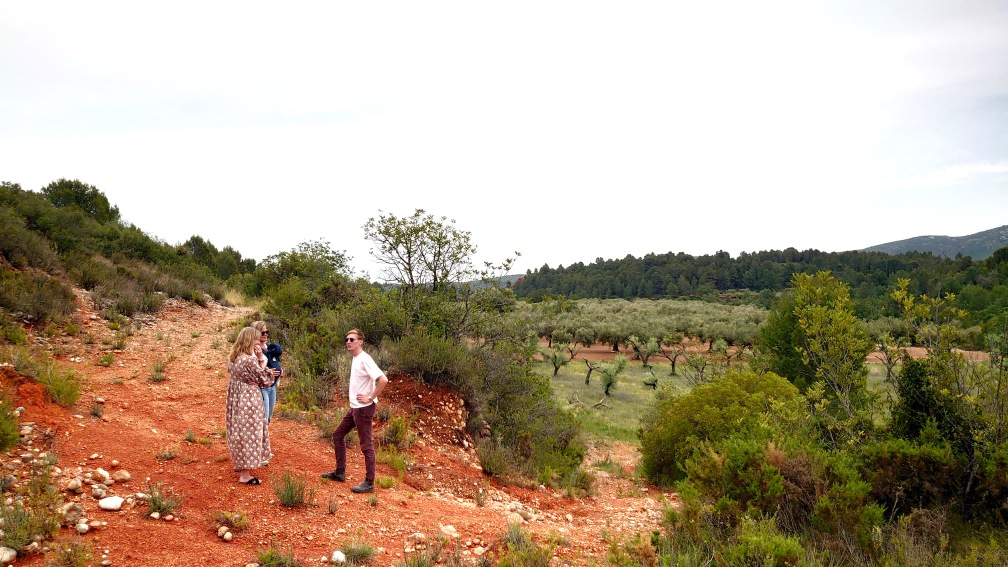 olijfgaard-valencia-spanje