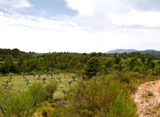 olijfgaard-valencia-spanje